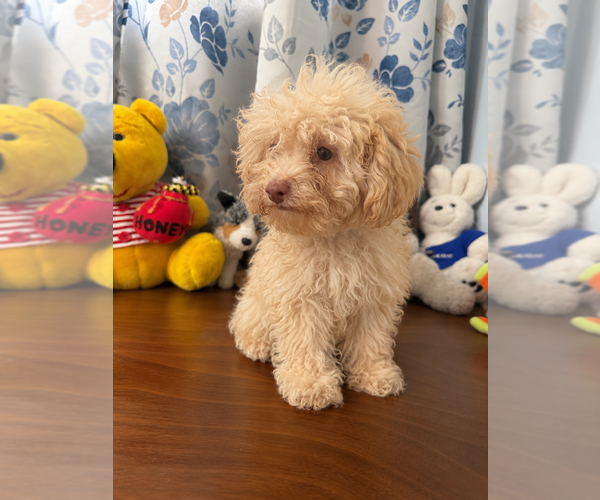 Medium Photo #24 Bichpoo Puppy For Sale in DURHAM, CT, USA