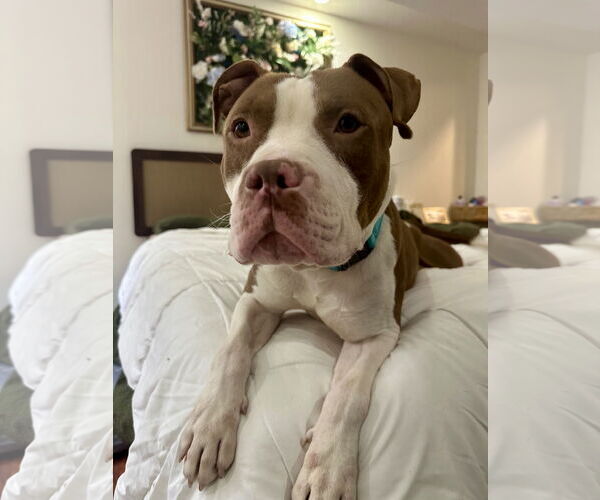 Medium Photo #7 Mutt Puppy For Sale in Alexandria, VA, USA