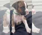 Small Photo #11 Boxer Puppy For Sale in LUCERNE VALLEY, CA, USA