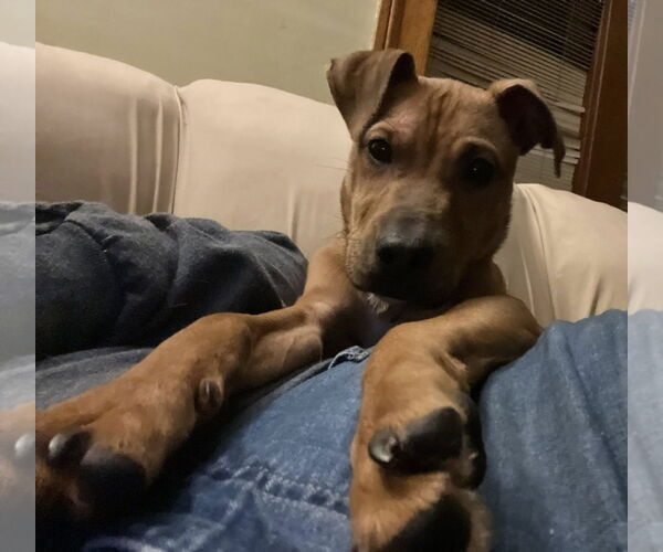 Medium Photo #1 Labrador Retriever-Unknown Mix Puppy For Sale in Rochester, NY, USA