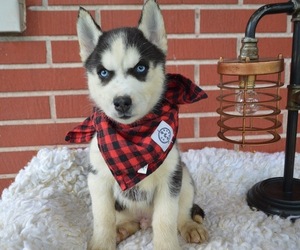 Siberian Husky Puppy for sale in HONEY BROOK, PA, USA