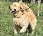 Small Photo #1 Golden Retriever Puppy For Sale in NEOLA, WV, USA