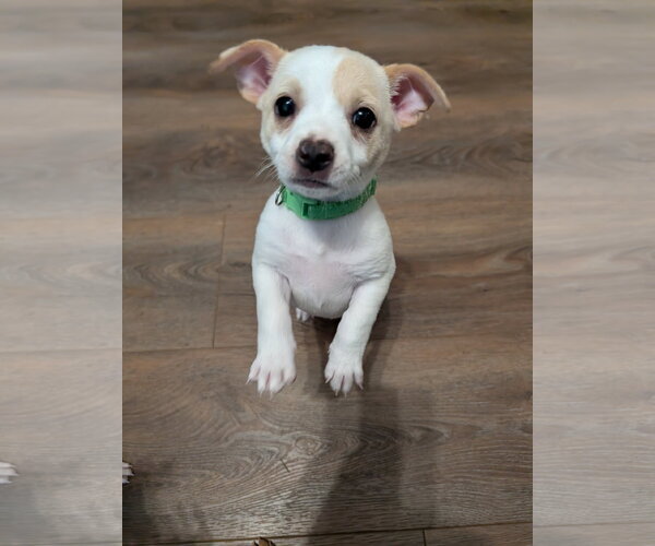 Medium Photo #1 Chihuahua-Unknown Mix Puppy For Sale in The Woodlands, TX, USA