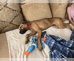 Small #3 Black Mouth Cur-Vizsla Mix