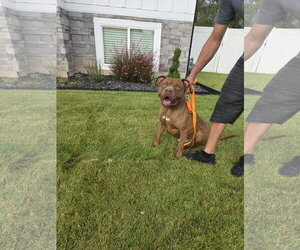 Porkchop - Male American Pit Bull Terrier Dog for Adoption