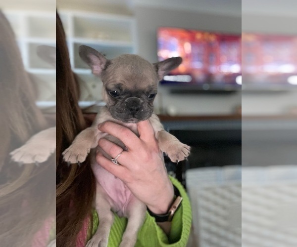 Medium Photo #2 French Bulldog Puppy For Sale in BELMONT, NC, USA