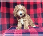 Small #1 Cavapoo