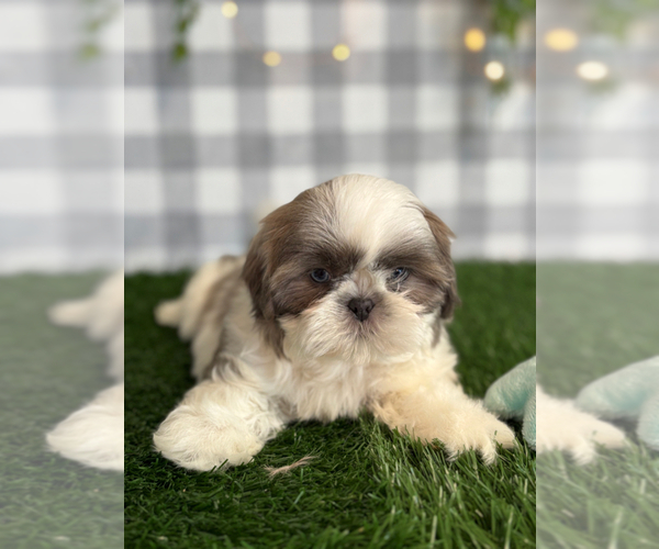 Medium Photo #1 Shih Tzu Puppy For Sale in MARIETTA, GA, USA