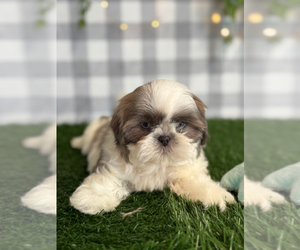 Shih Tzu Puppy for sale in MARIETTA, GA, USA