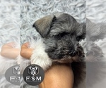 Small #2 Schnauzer (Miniature)