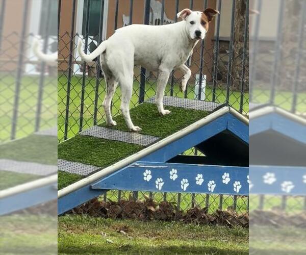 Medium Photo #2 Mutt Puppy For Sale in Riverside, CA, USA