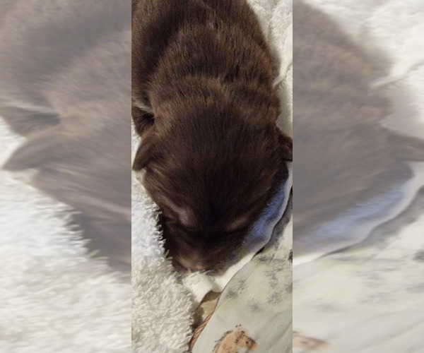 Medium Photo #10 Alaskan Malamute Puppy For Sale in BROOTEN, MN, USA