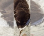 Puppy Petunia Alaskan Malamute