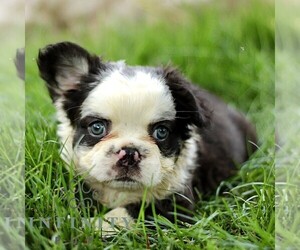 French Bulldog Puppy for sale in RONKS, PA, USA