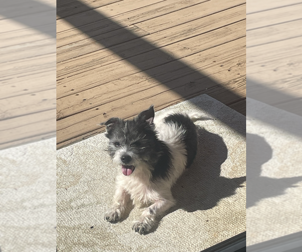Medium Photo #5 Mutt Puppy For Sale in Candler, NC, USA