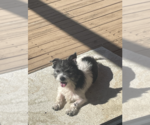 Small #4 Mutt