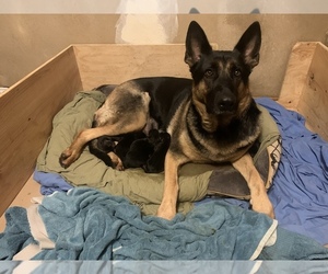Mother of the German Shepherd Dog puppies born on 08/23/2022