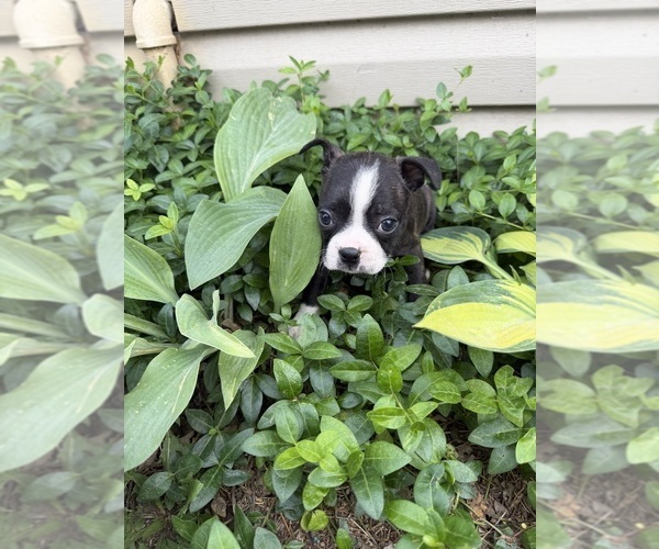 Medium Photo #3 Boston Terrier Puppy For Sale in FREDONIA, KS, USA
