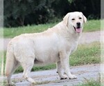Small #3 Labrador Retriever