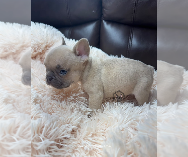 Medium Photo #3 French Bulldog Puppy For Sale in SACRAMENTO, CA, USA