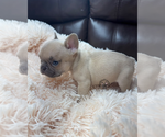 Small #2 French Bulldog