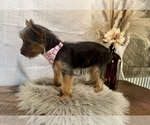 Sharla - Female Yorkshire Terrier Puppy for Sale - Photo #5