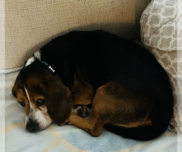 Medium Photo #3 Beagle Puppy For Sale in Springdale, PA, USA