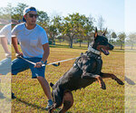 Small #11 Doberman Pinscher