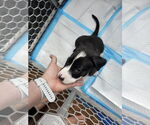 Small #1 Labrador Retriever