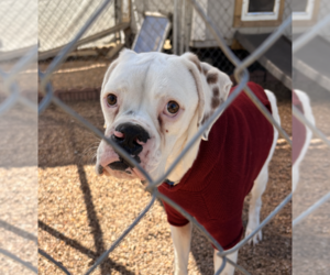 Boxer Dogs for adoption in  Katy, TX, USA