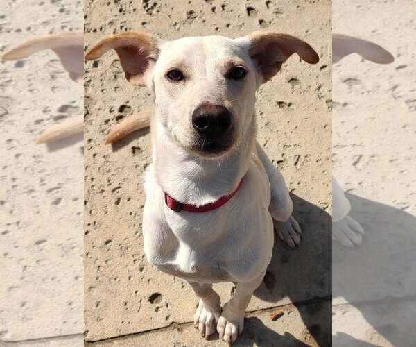 Medium Photo #3 Labrador Retriever-Unknown Mix Puppy For Sale in Murrells Inlet, SC, USA