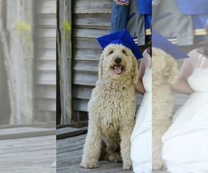 Father of the Poodle (Standard) puppies born on 11/13/2025