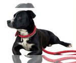 Small #1 American Pit Bull Terrier-Labrador Retriever Mix