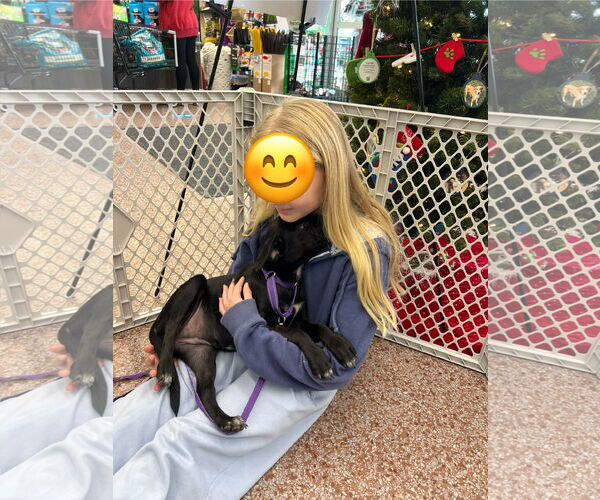 Medium Photo #6 Feist Terrier-Unknown Mix Puppy For Sale in Virginia Beach, VA, USA