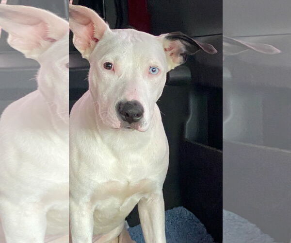 Medium Photo #1 American Staffordshire Terrier-Labrador Retriever Mix Puppy For Sale in Amarillo, TX, USA