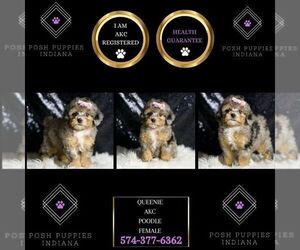 Poodle (Toy) Puppy for sale in WARSAW, IN, USA