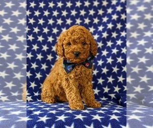 Poodle (Miniature) Puppy for sale in NEW PROVIDENCE, PA, USA