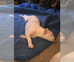 Small Photo #9 Dogo Argentino Puppy For Sale in STAFFORD, VA, USA