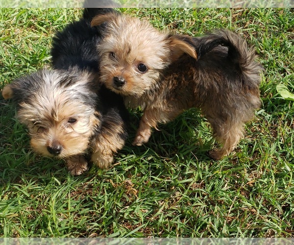 Medium Photo #16 Shorkie Tzu Puppy For Sale in NEVADA, TX, USA