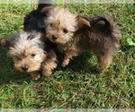 Small Photo #16 Shorkie Tzu Puppy For Sale in NEVADA, TX, USA