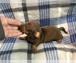 Small Photo #5 Dachshund Puppy For Sale in MIDDLETOWN, IN, USA