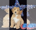 Puppy Daisy Australian Labradoodle