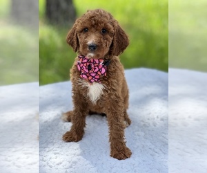 Goldendoodle (Miniature) Puppy for sale in FROSTPROOF, FL, USA