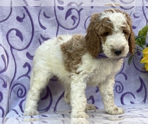 Goldendoodle Puppy for sale in LANCASTER, PA, USA
