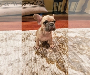 French Bulldog Puppy for sale in MONTGOMERY, TX, USA