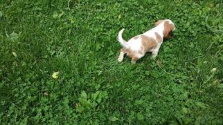 Cavalier King Charles Spaniel Puppy for sale in MARSHALL, WI, USA
