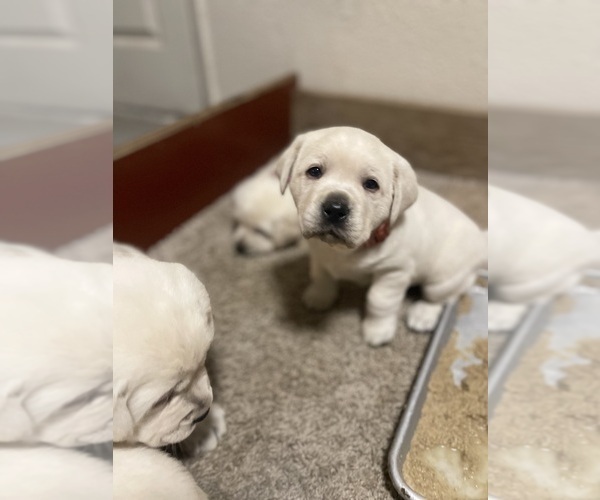 Medium Photo #8 Labrador Retriever Puppy For Sale in MORENO VALLEY, CA, USA