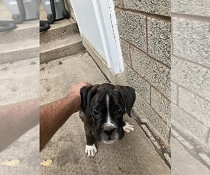 Boxer Puppy for sale in NEW ULM, MN, USA