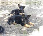 Small Photo #12 German Shepherd Dog Puppy For Sale in EAGLE CREEK, OR, USA