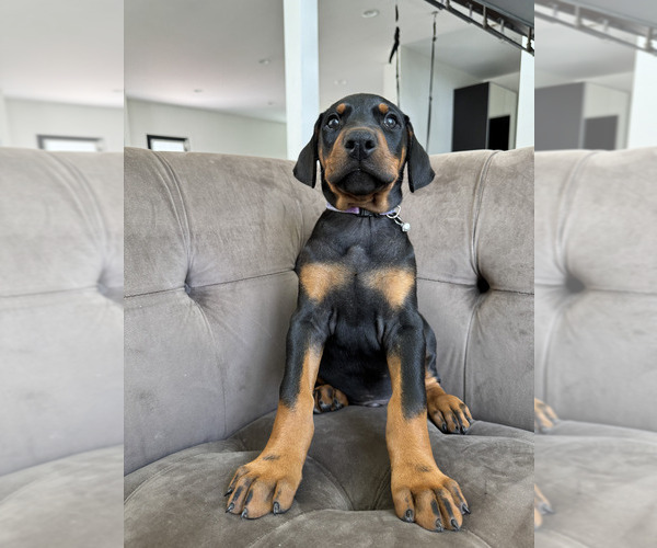Medium Photo #18 Doberman Pinscher Puppy For Sale in PUYALLUP, WA, USA